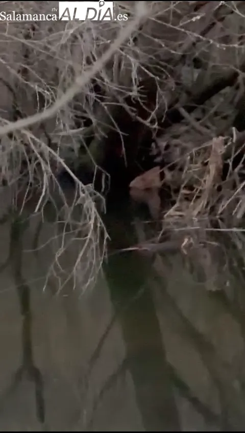 Primeras imágenes de un castor euroasiático en la provincia de Salamanca 
