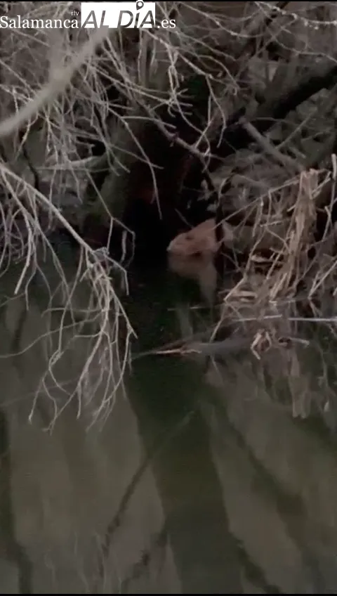 Primeras imágenes de un castor euroasiático en la provincia de Salamanca 