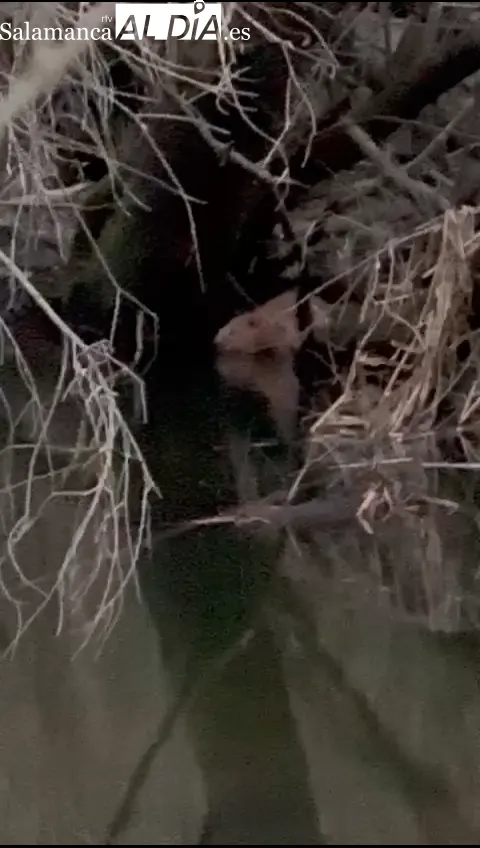 Primeras imágenes de un castor euroasiático en la provincia de Salamanca 