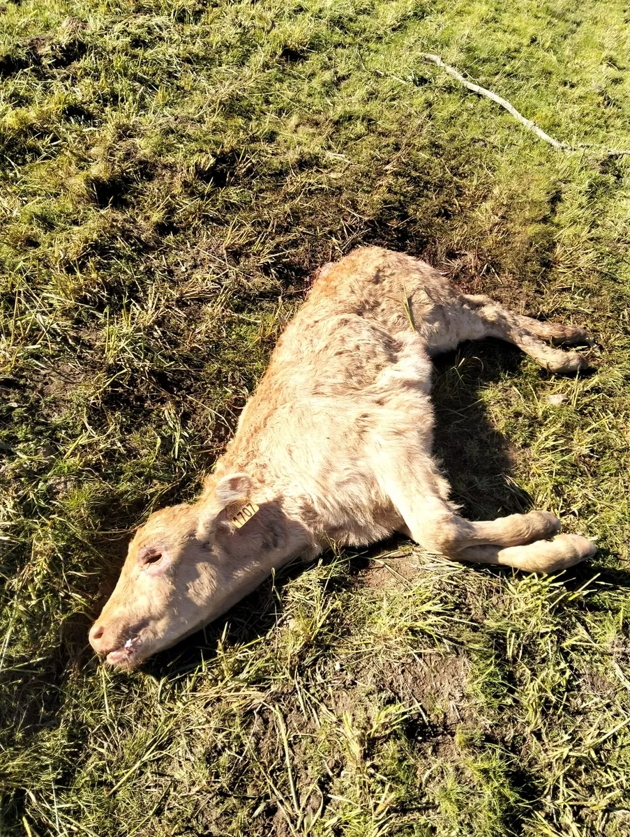 Ataque de buitres al ganado en La Zarza de Pumareda 