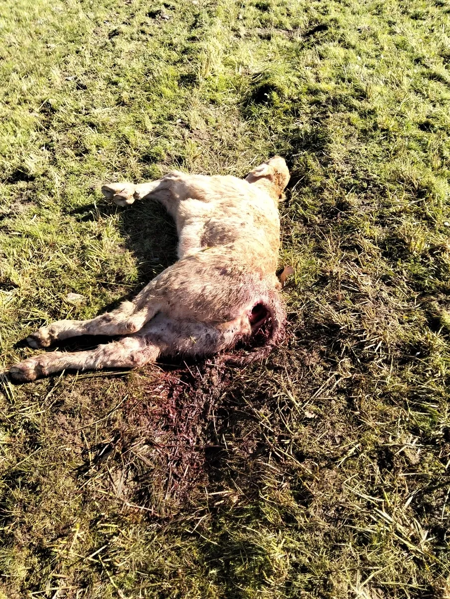Ataque de buitres al ganado en La Zarza de Pumareda 