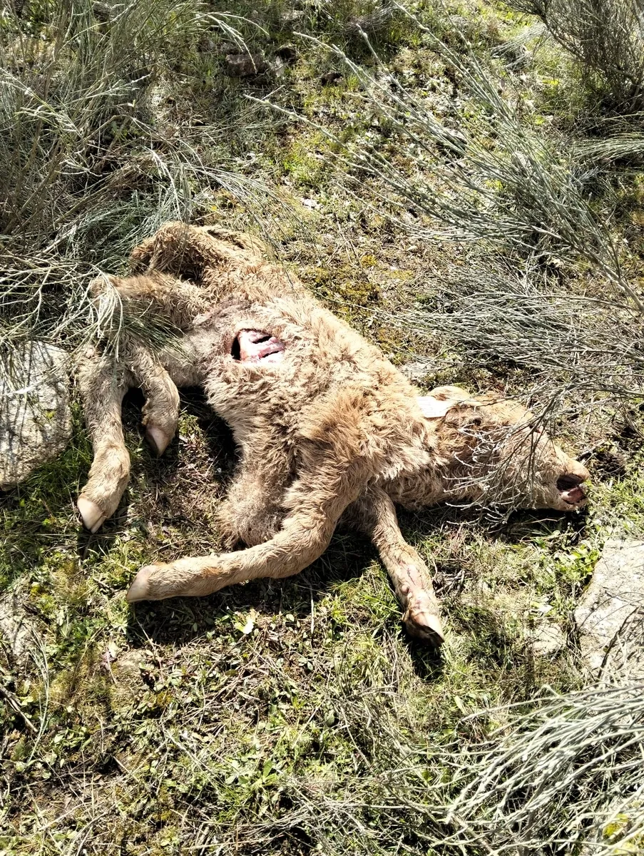 Ataque de buitres al ganado en La Zarza de Pumareda 