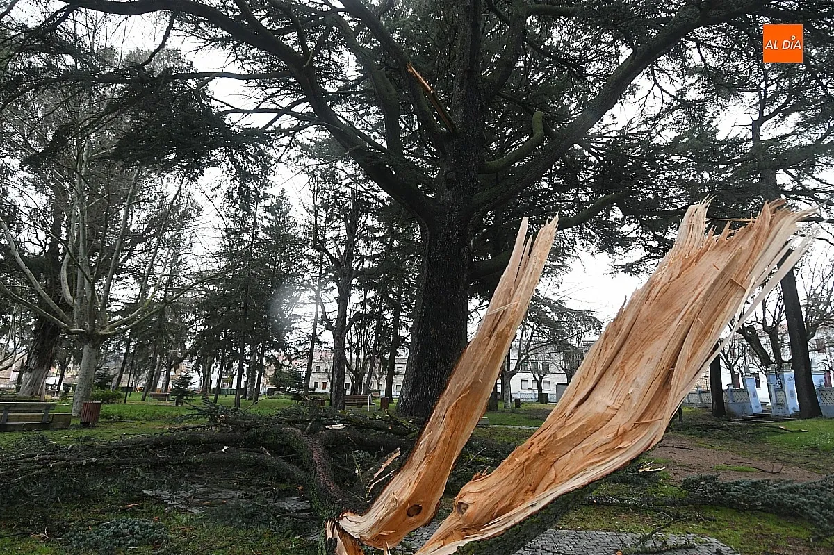 El fuerte viento ha causado daños en Ciudad Rodrigo/ Fotos: Adrián M.Pastor