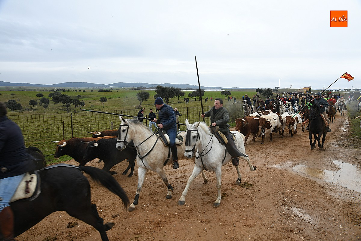 encierro a caballo carnaval del toro ciudad rodrigo 2025 que entró completo y a buen ritmo