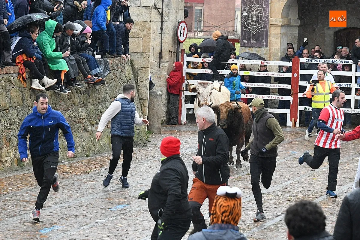 Foto 11 - R&aacute;pido encierro de los astados de Juan Jos&eacute; Cano pese a llegar disgregados a la Plaza