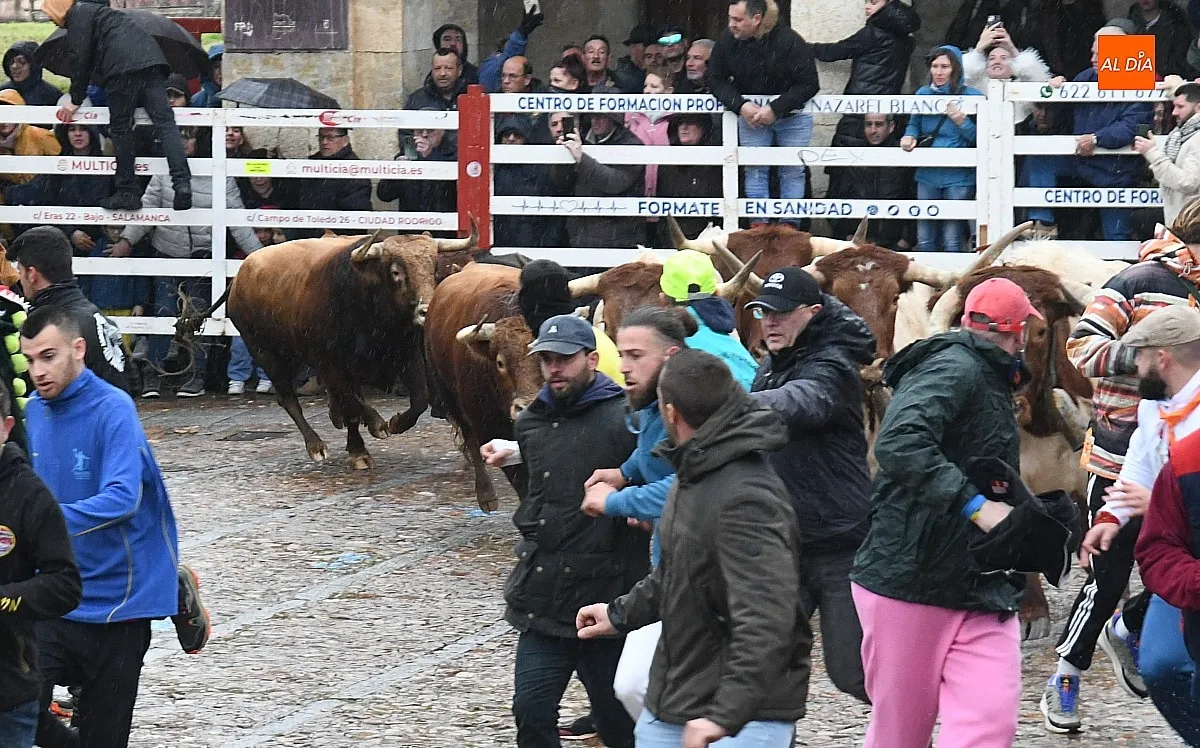 Foto 4 - R&aacute;pido encierro de los astados de Juan Jos&eacute; Cano pese a llegar disgregados a la Plaza