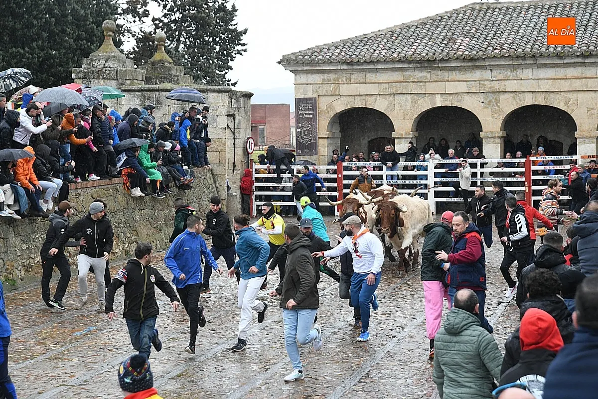 Foto 5 - R&aacute;pido encierro de los astados de Juan Jos&eacute; Cano pese a llegar disgregados a la Plaza