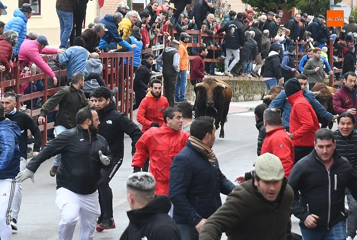 Foto 2 - Los Torrealba protagonizan un veloz &uacute;ltimo encierro del Carnaval subiendo muy fragmentados