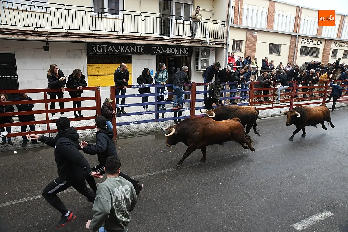 Foto 9 - Los Torrealba protagonizan un veloz &uacute;ltimo encierro del Carnaval subiendo muy fragmentados