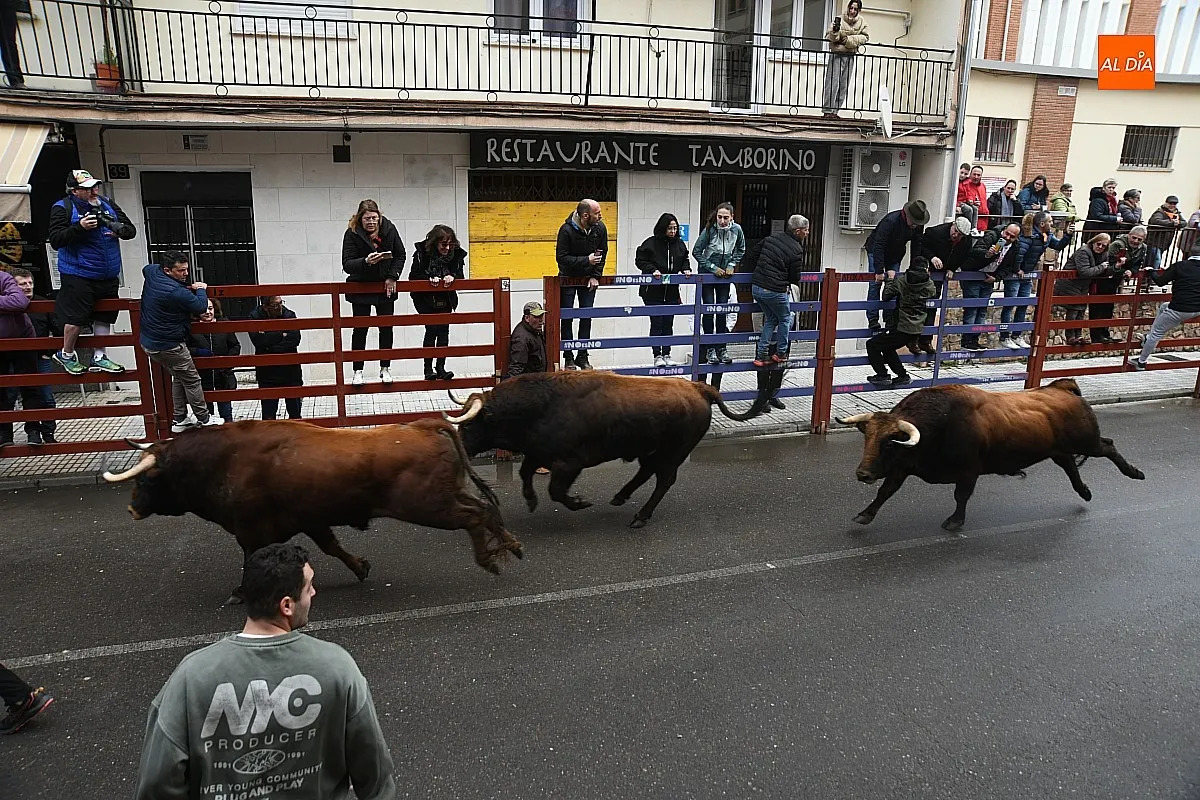Foto 10 - Los Torrealba protagonizan un veloz &uacute;ltimo encierro del Carnaval subiendo muy fragmentados