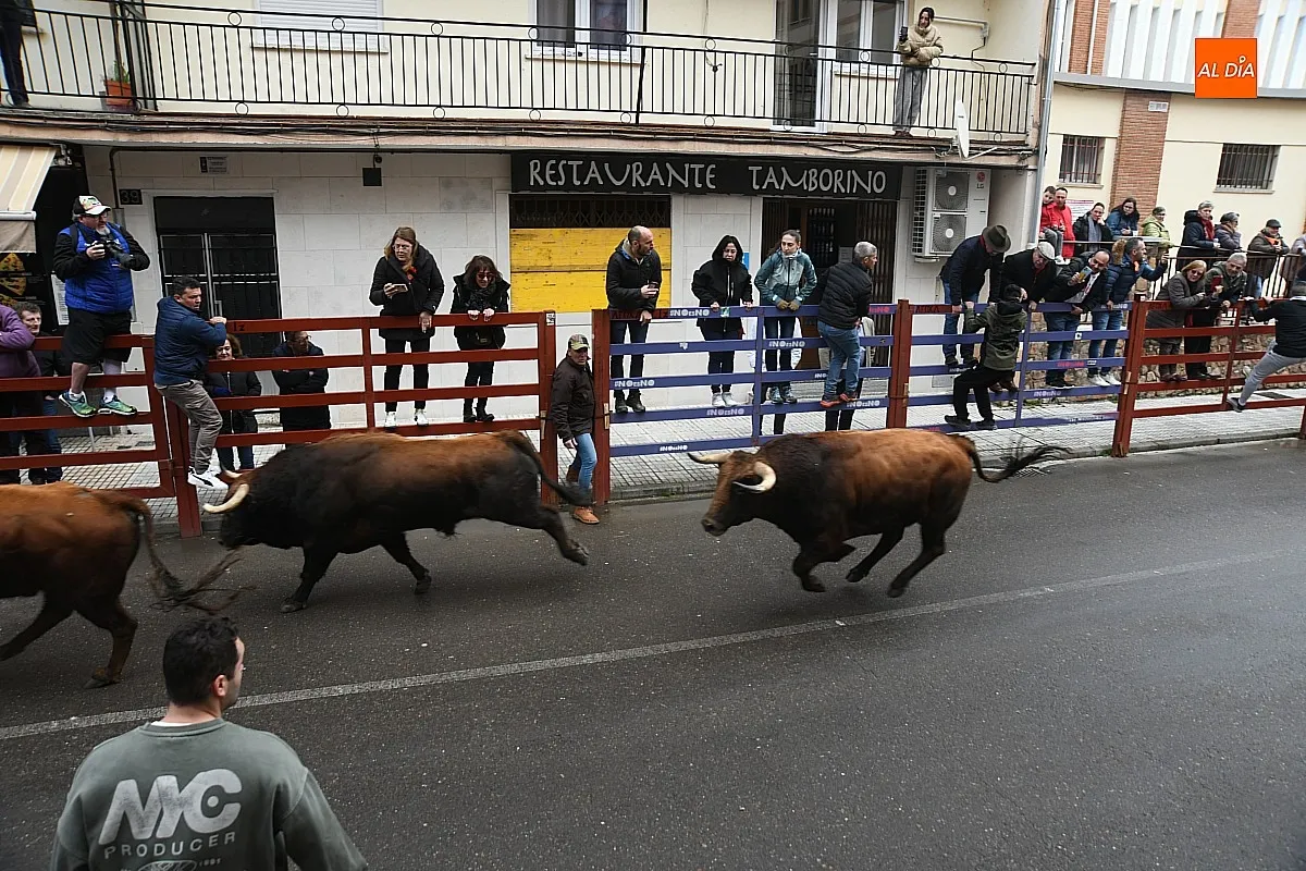 Foto 11 - Los Torrealba protagonizan un veloz &uacute;ltimo encierro del Carnaval subiendo muy fragmentados