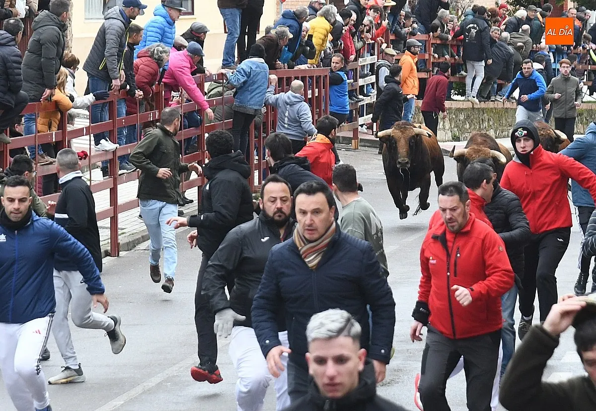 Foto 3 - Los Torrealba protagonizan un veloz &uacute;ltimo encierro del Carnaval subiendo muy fragmentados