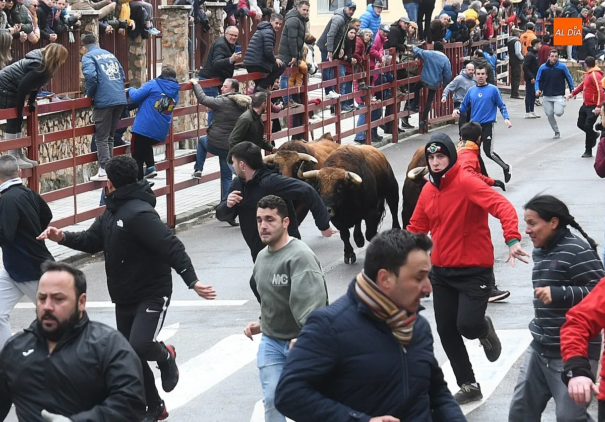 Foto 6 - Los Torrealba protagonizan un veloz &uacute;ltimo encierro del Carnaval subiendo muy fragmentados