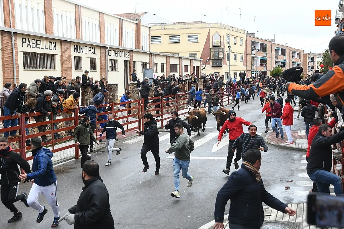 Foto 7 - Los Torrealba protagonizan un veloz &uacute;ltimo encierro del Carnaval subiendo muy fragmentados