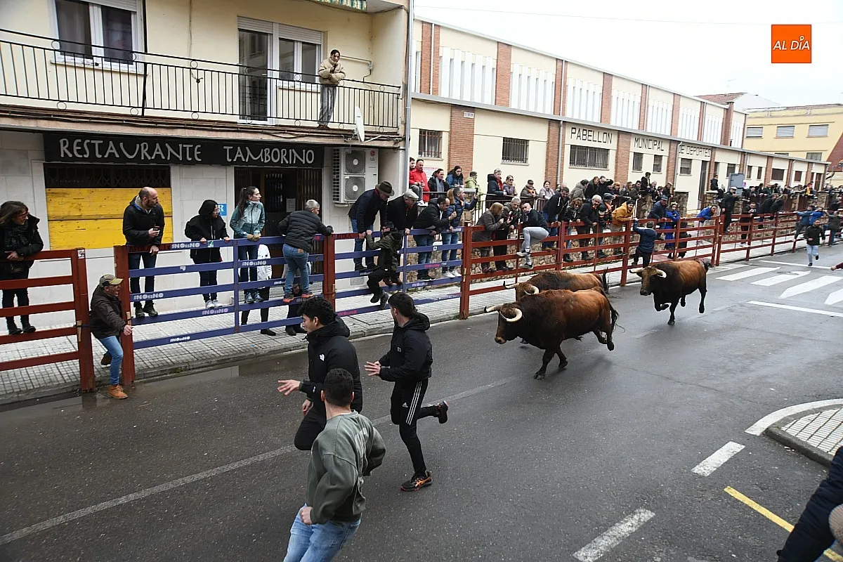 Foto 8 - Los Torrealba protagonizan un veloz &uacute;ltimo encierro del Carnaval subiendo muy fragmentados