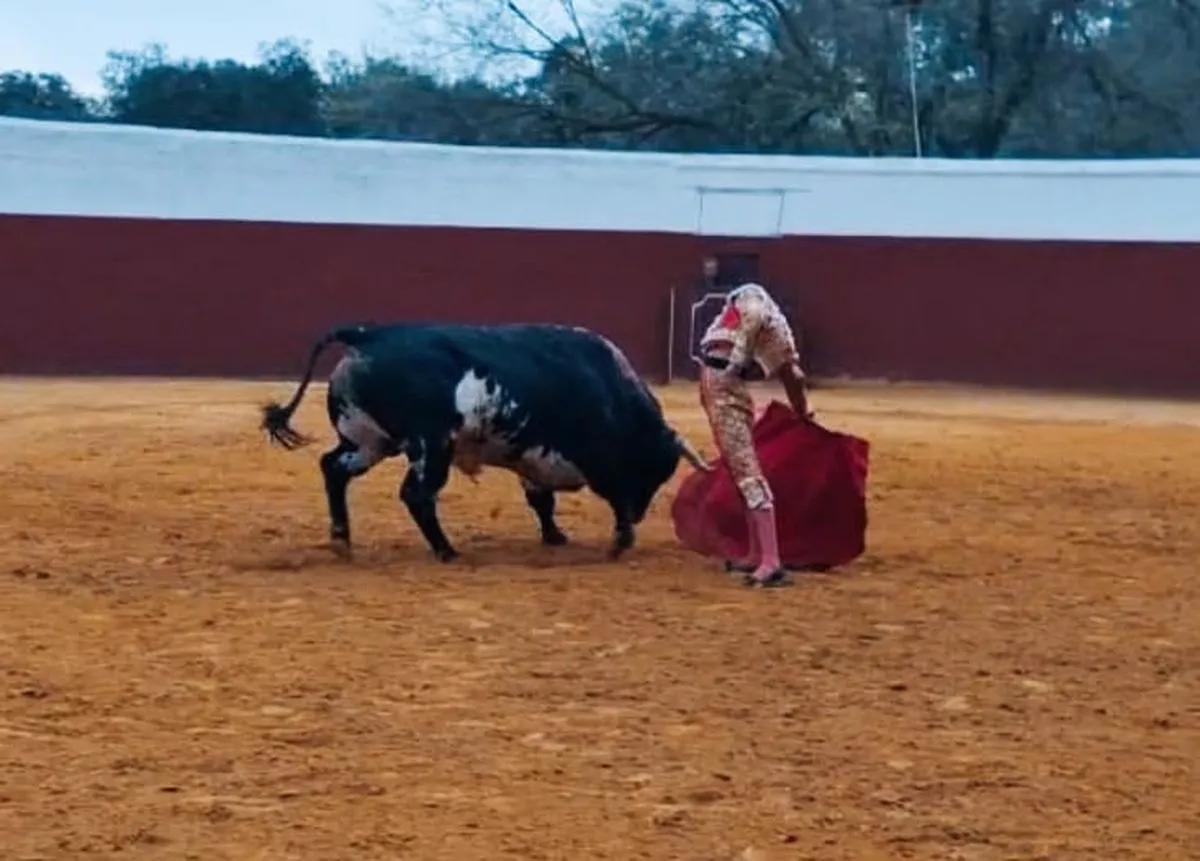Entrenamiento de Damián Castaño con toros de la ganadería de Dolores Aguirre, en Constantina (Sevilla)