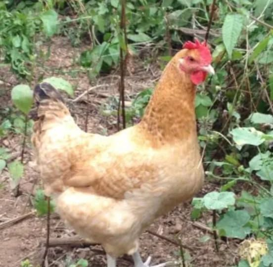Buscan a una gallina en la Autovía A-66 a su paso por Salamanca