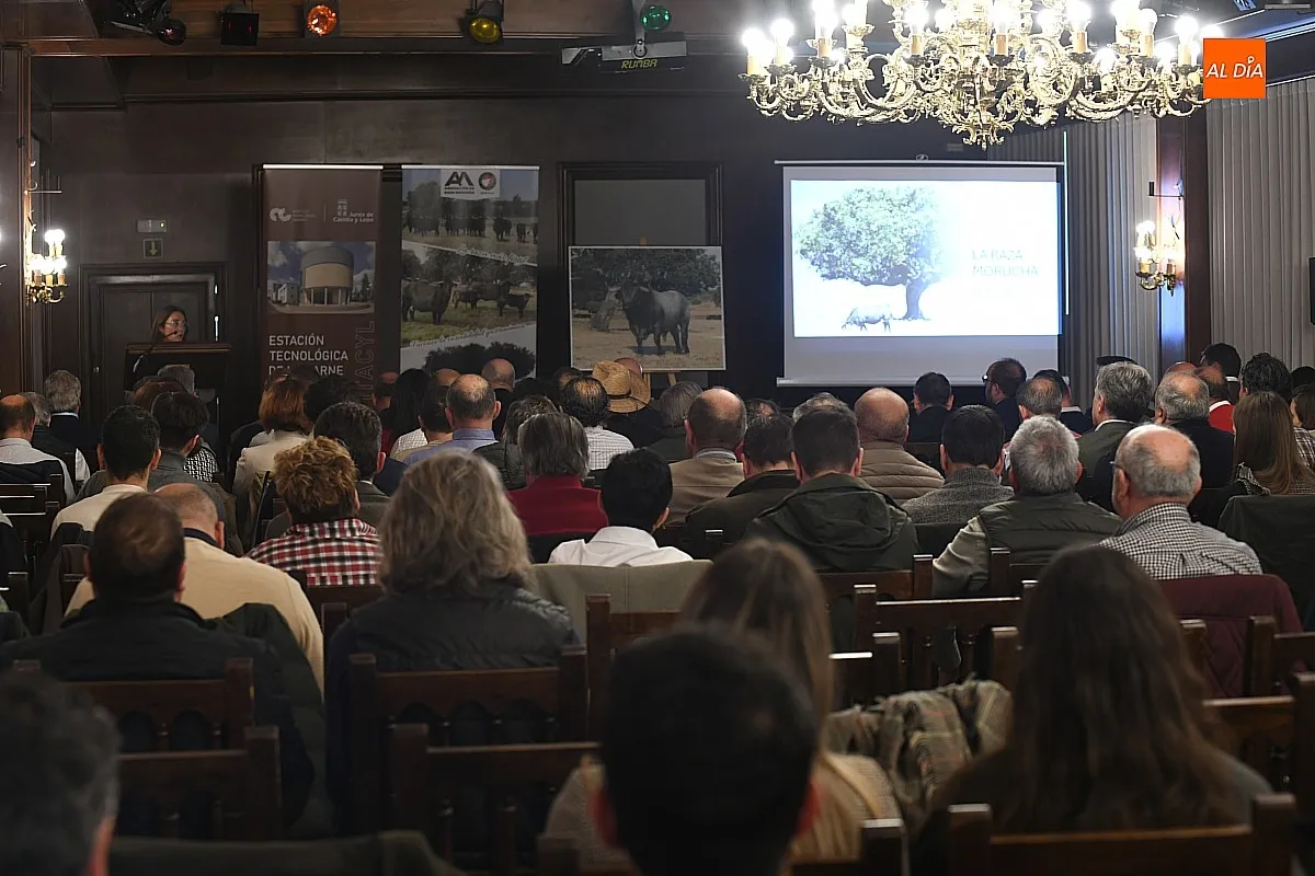 Jornadas Buey Morucho de Bellota en Ciudad Rodrigo / Fotos: Adrián M.Pastor