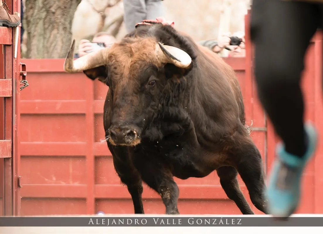 Foto 8 - &Aacute;ngel Serrano gana de nuevo el Concurso del Calendario Carnavalero, que ya est&aacute; a la venta