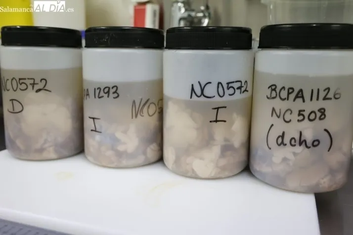 As&iacute; es el &lsquo;Banco de cerebros&rsquo; de Salamanca: clave para el presente y futuro de la neurociencia  | Imagen 1