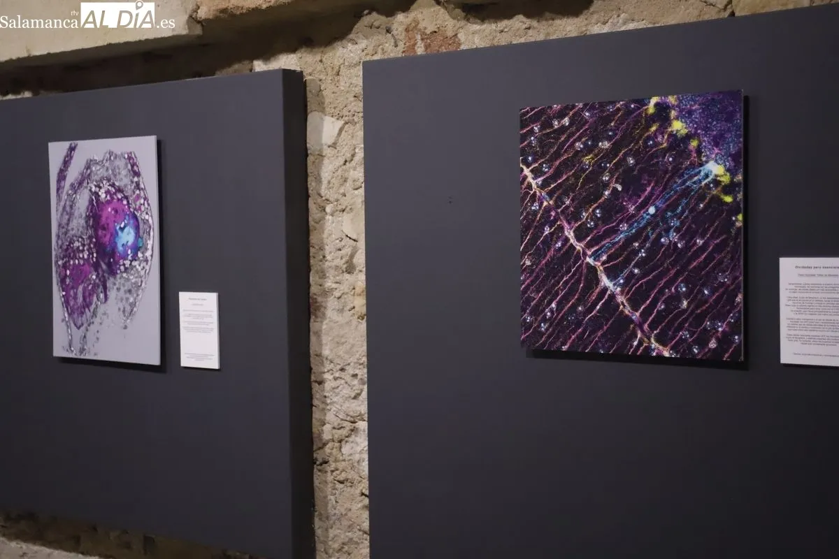 Exposición fotográfica con las imágenes del certamen convocado por el INCYL. Foto de Ángel Puma