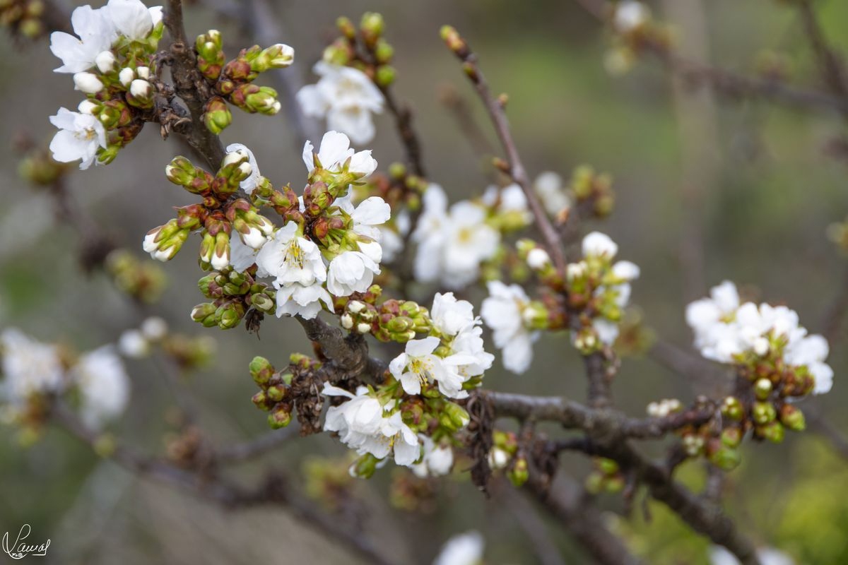 Primavera en la Sierra de Francia, Salamanca