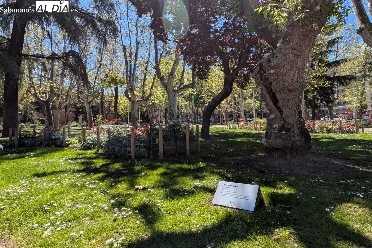 FOTOS | El Parque de La Alamedilla: el 'pulmón verde' de Salamanca convertido en lugar emblemático | FOTOS: David Sañudo 