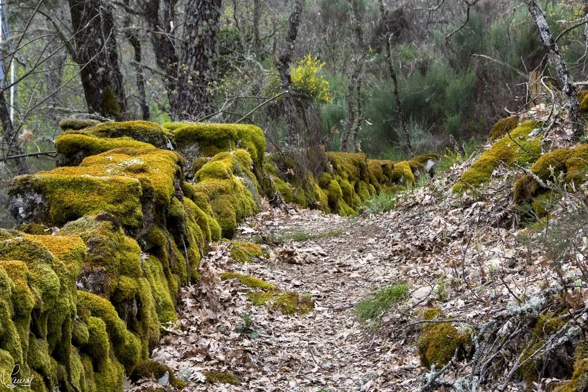 Espectaculares fotografías del sendero Puentes Nuevas en plena Sierra de Francia | FOTOS: Manuel Lamas 