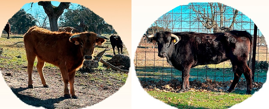 Fuentes de Oñoro promueve el ‘Día del Hornazo’, con vaquillas incluidas, para el domingo 20