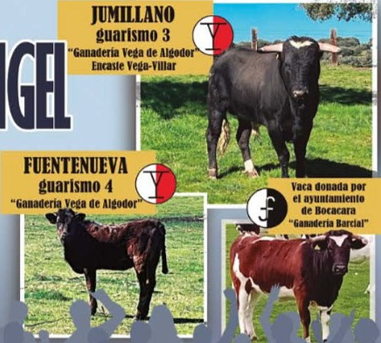 Bocacara ya tiene astados para su 9º Toro de San Miguel Arcángel