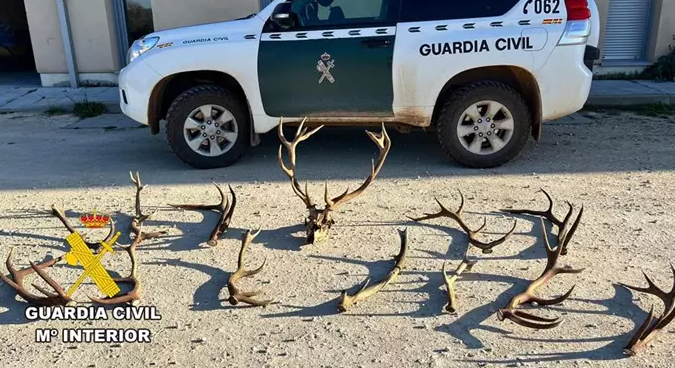 Intervienen en Burgos 12 cornamentas y un cráneo de ciervo obtenidos ilegalmente