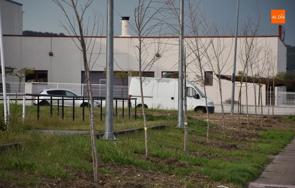 Foto 4 - Sustituidos todos los &aacute;rboles de la calle Gremios