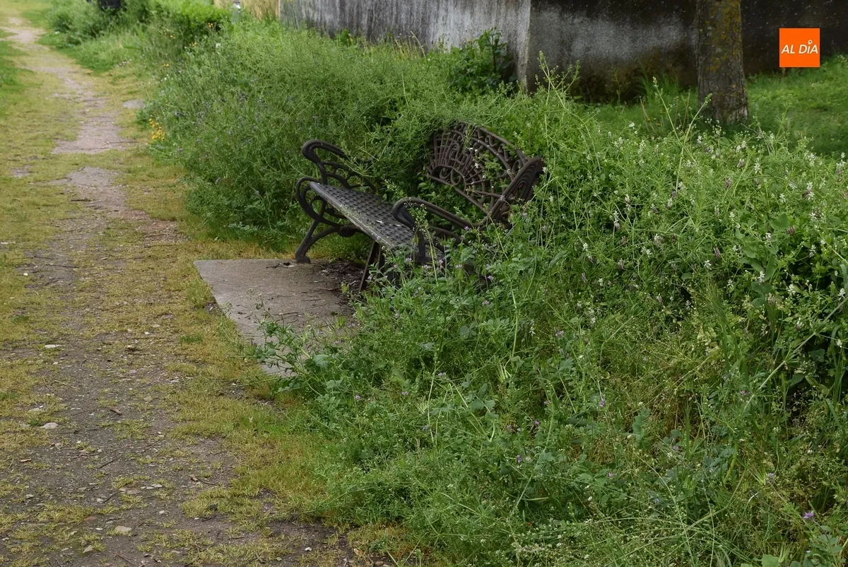 Foto 3 - Vecinos de las calles Pe&ntilde;a del Sastre y Goya denuncian la vegetaci&oacute;n descontrolada en sus v&iacute;as