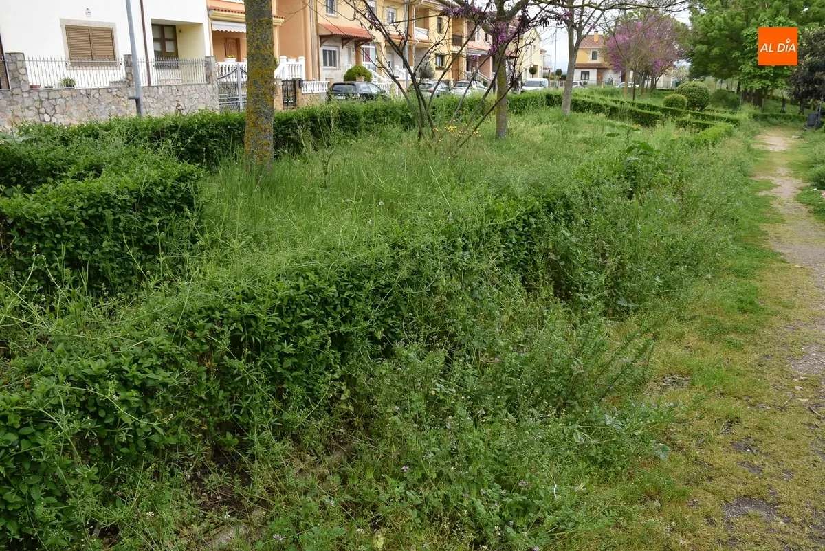 Foto 5 - Vecinos de las calles Pe&ntilde;a del Sastre y Goya denuncian la vegetaci&oacute;n descontrolada en sus v&iacute;as