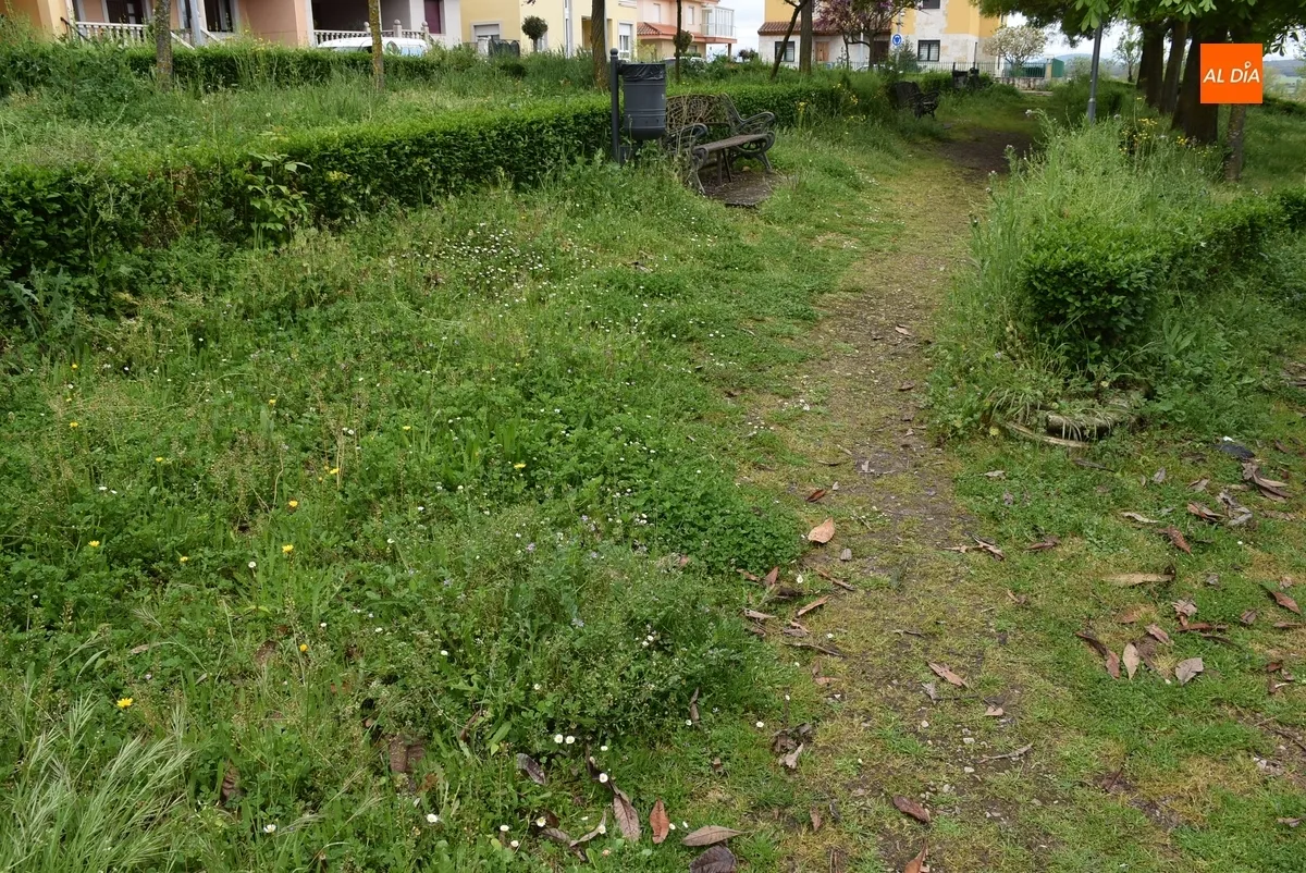 Foto 6 - Vecinos de las calles Pe&ntilde;a del Sastre y Goya denuncian la vegetaci&oacute;n descontrolada en sus v&iacute;as