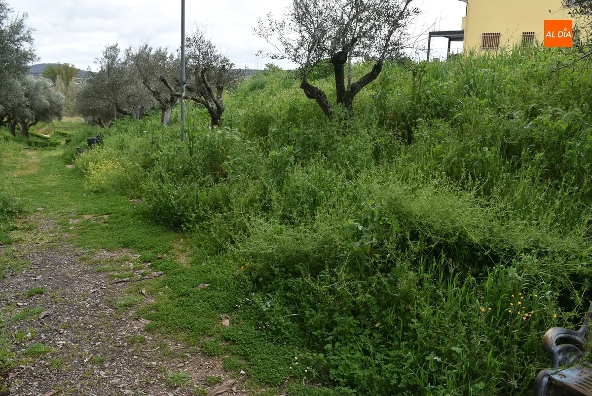 Foto 7 - Vecinos de las calles Pe&ntilde;a del Sastre y Goya denuncian la vegetaci&oacute;n descontrolada en sus v&iacute;as