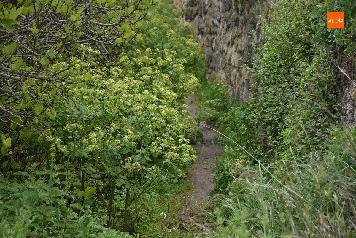 Foto 9 - Vecinos de las calles Pe&ntilde;a del Sastre y Goya denuncian la vegetaci&oacute;n descontrolada en sus v&iacute;as