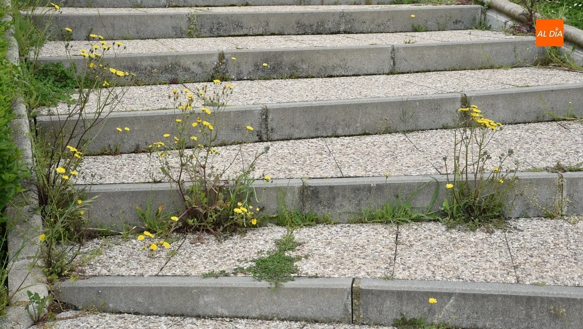 Foto 11 - Vecinos de las calles Pe&ntilde;a del Sastre y Goya denuncian la vegetaci&oacute;n descontrolada en sus v&iacute;as