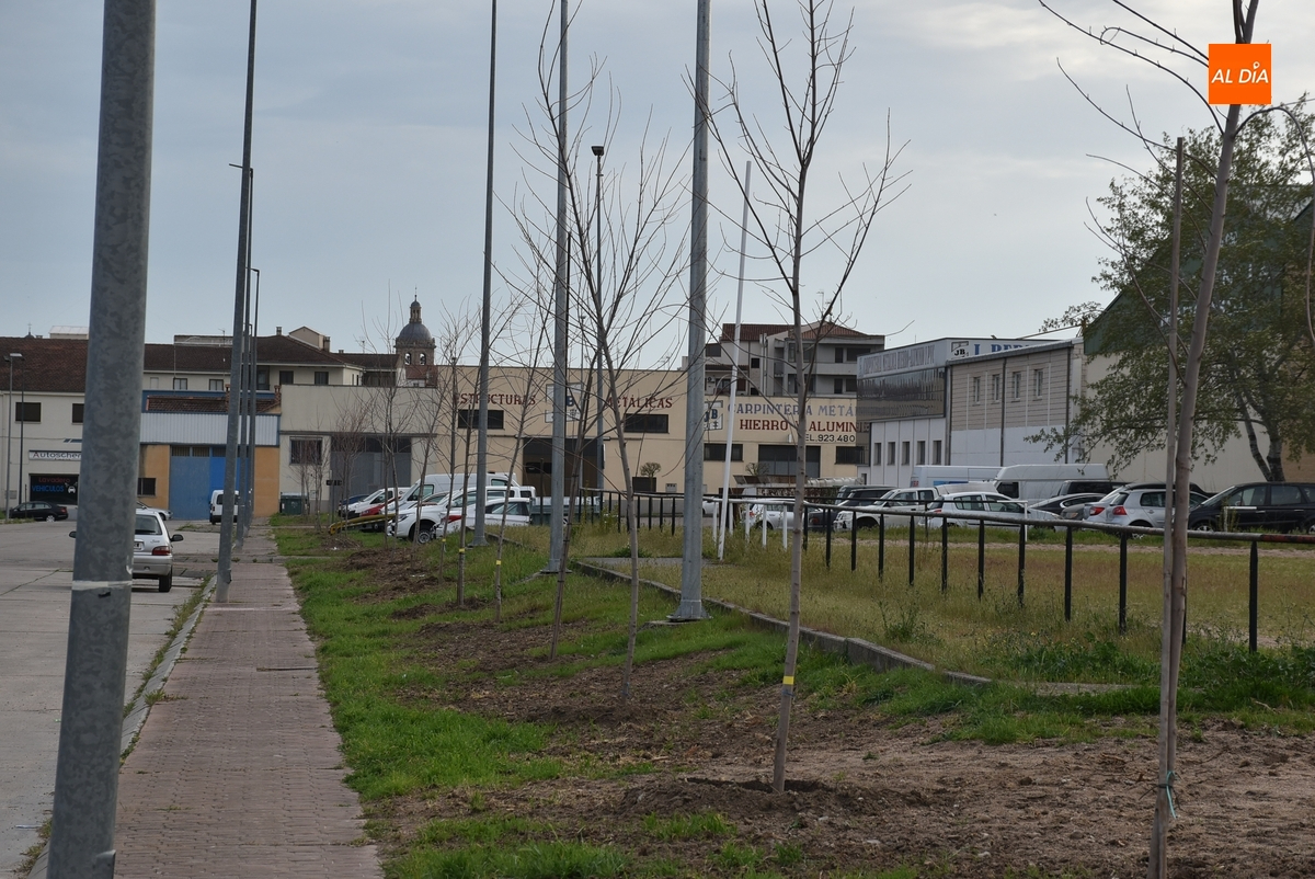 Sustituidos todos los árboles de la calle Gremios