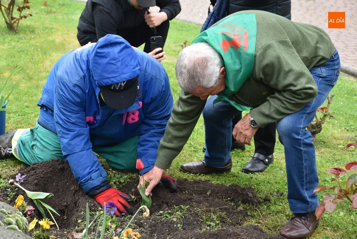 Foto 9 - Plantados bajo la lluvia tulipanes en La Glorieta con motivo del D&iacute;a Mundial del Parkinson