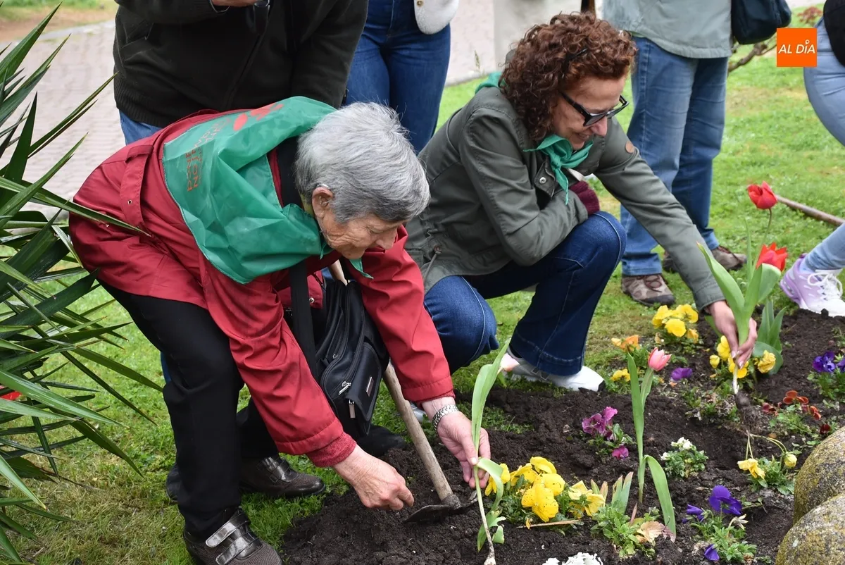 Foto 10 - Plantados bajo la lluvia tulipanes en La Glorieta con motivo del D&iacute;a Mundial del Parkinson