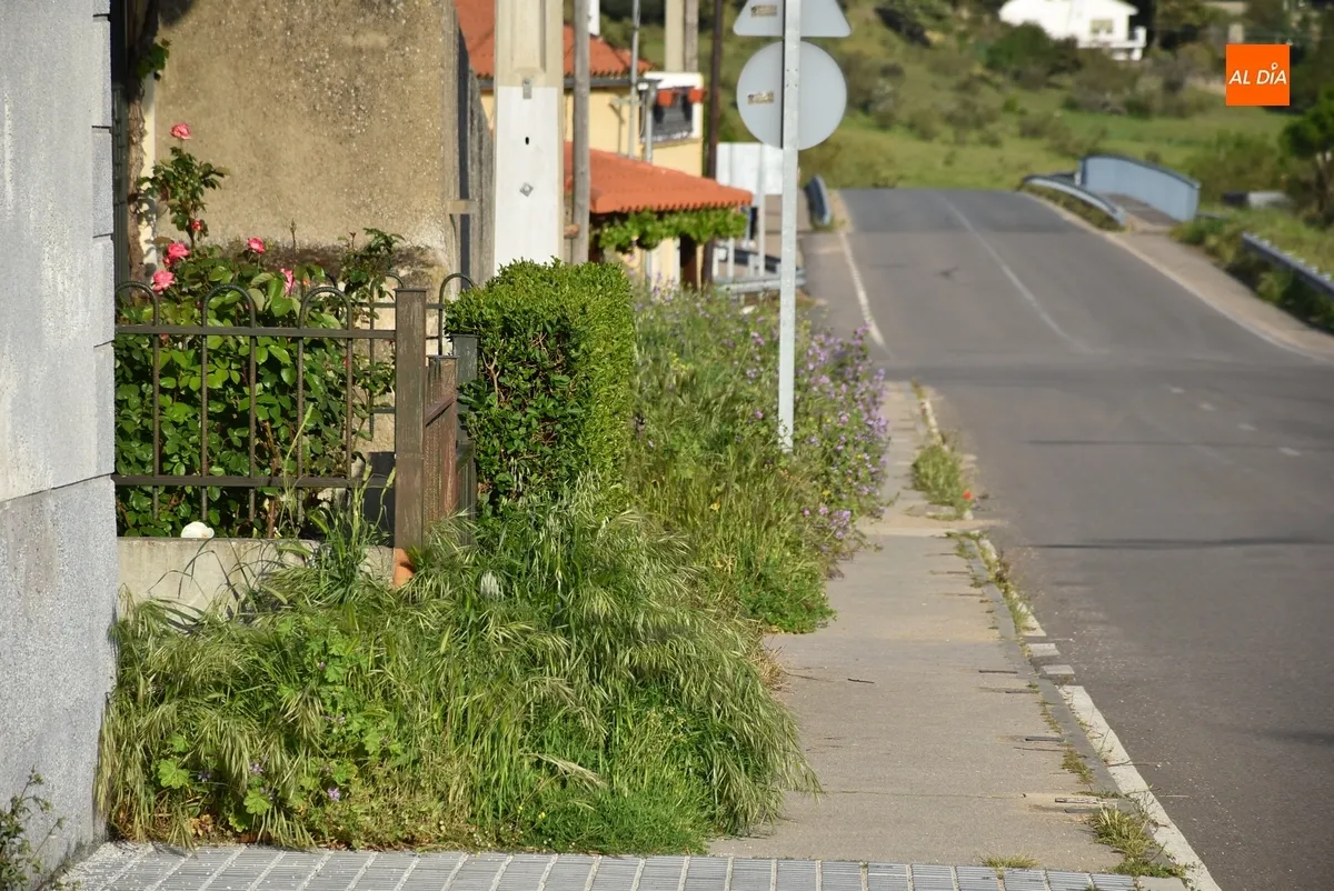 Foto 2 - La vegetaci&oacute;n invade la acera de Conde de Fox&aacute; en la zona de entrada a Ciudad Rodrigo