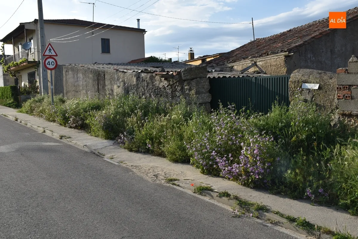 Foto 3 - La vegetaci&oacute;n invade la acera de Conde de Fox&aacute; en la zona de entrada a Ciudad Rodrigo