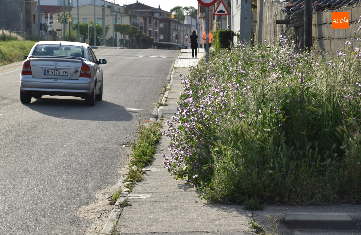 La vegetación invade la acera de Conde de Foxá en su zona de entrada a Ciudad Rodrigo