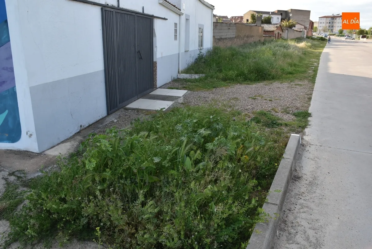 Foto 5 - La vegetaci&oacute;n invade la acera de Conde de Fox&aacute; en la zona de entrada a Ciudad Rodrigo
