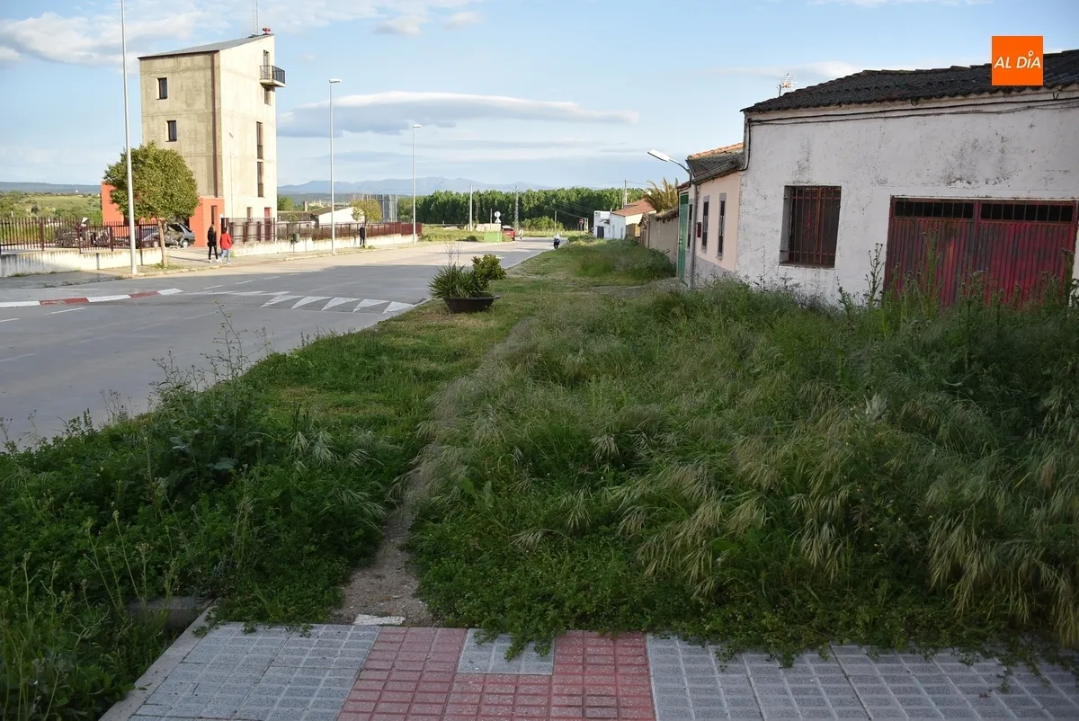 Foto 7 - La vegetaci&oacute;n invade la acera de Conde de Fox&aacute; en la zona de entrada a Ciudad Rodrigo