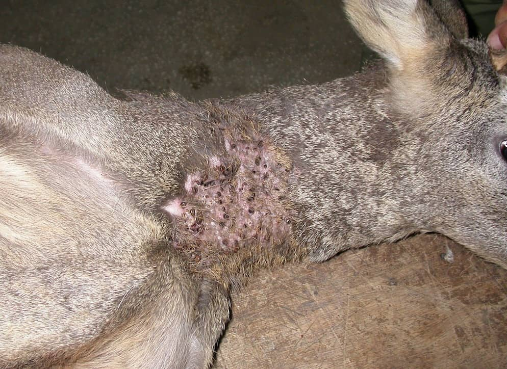 El sector cinegético colabora en el seguimiento de la enfermedad hemorrágica Crimea-Congo