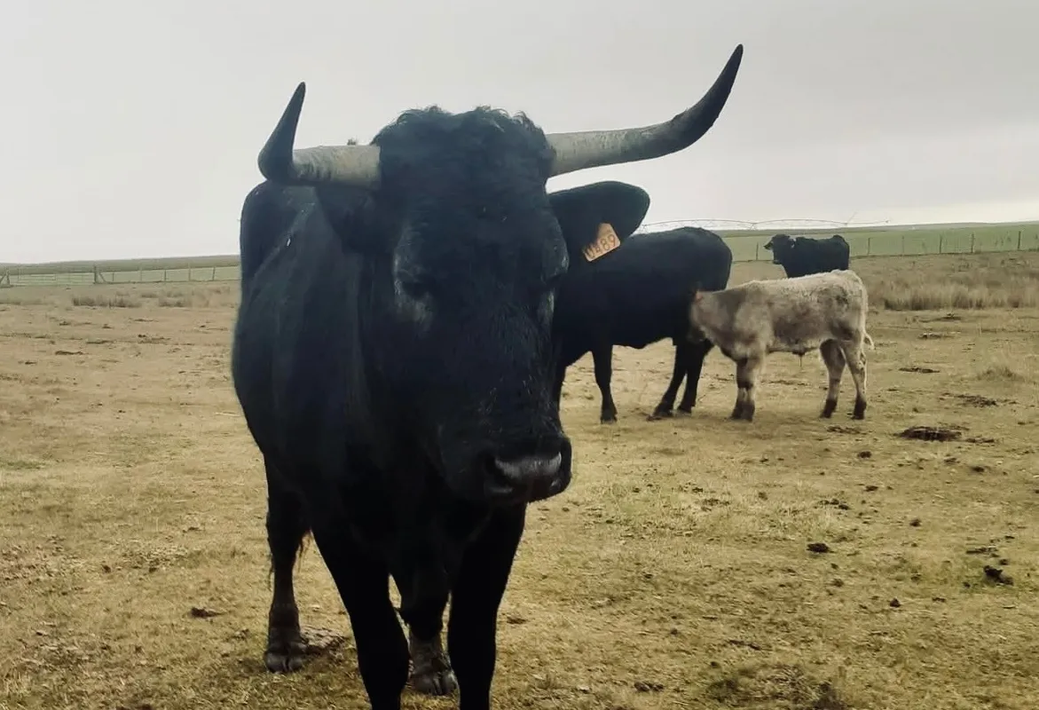 Foto 2 - Localizadas y a salvo las dos vacas extraviadas en la comarca