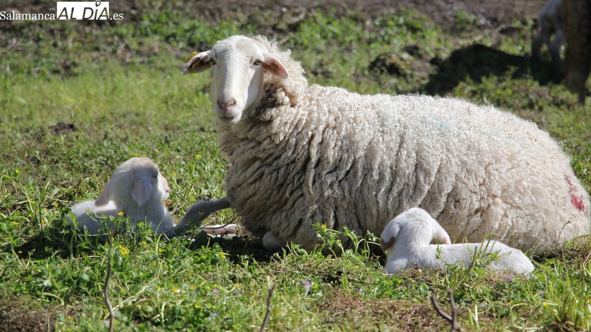 Mercado de ganado y lonja de Salamanca del 28 de abril de 2025 