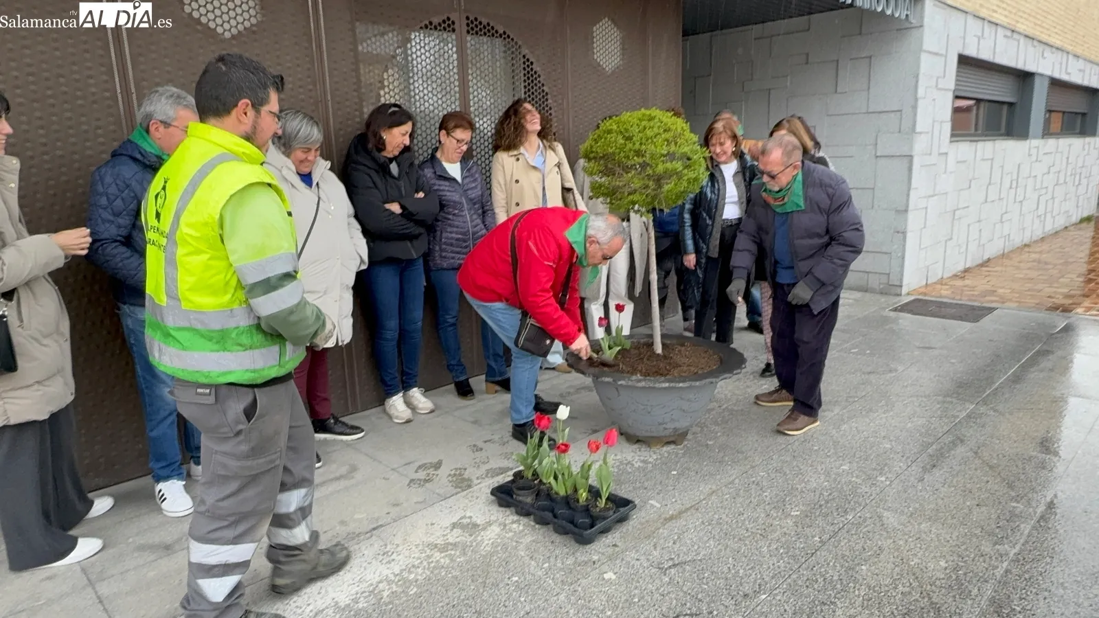 Foto 2 - Tulipanes rojos en Pe&ntilde;aranda para conmemorar el D&iacute;a Mundial del P&aacute;rkinson